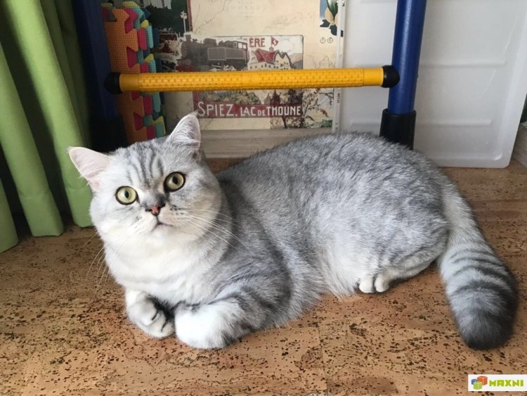 Котята Шотландская шиншилла прямоухая