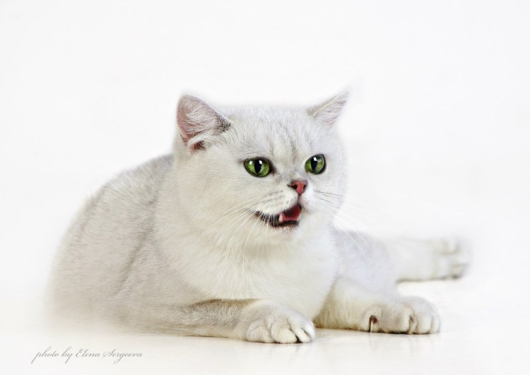 Шотландский страйт Золотая шиншилла