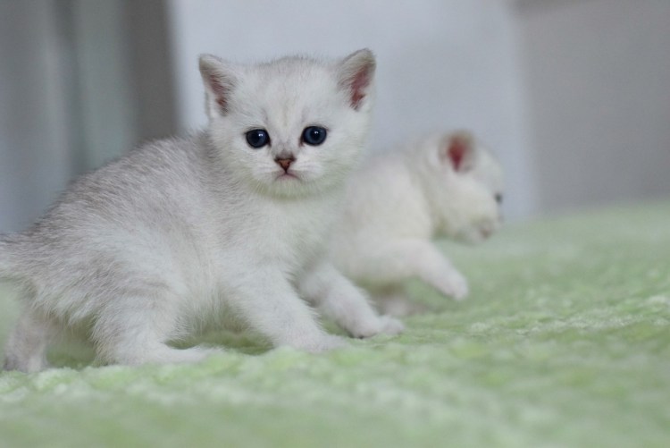 Шотландская кошка прямоухая серебристая шиншилла