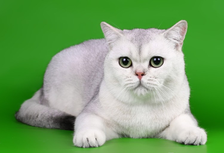 Шотландская страйт белая шиншилла