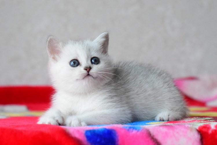 Шотландская страйт шиншилла