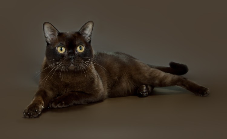 Кошка американская Бурма