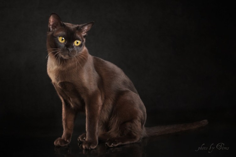 Бомбейская кошка