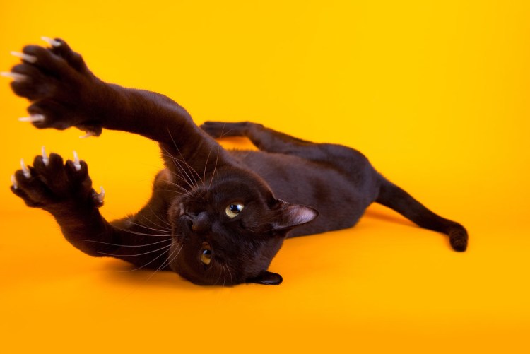 Бурма охотится