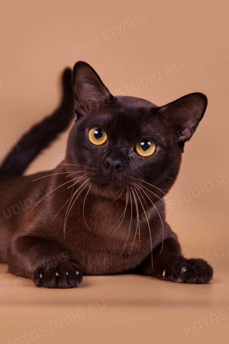 Кошка Бомбейская пантера