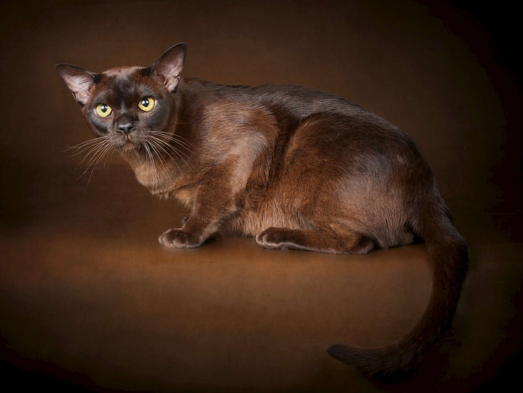 Бурманская кошка