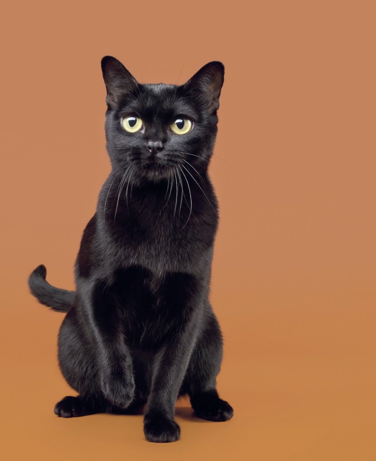 Бурманская кошка описание породы и характера