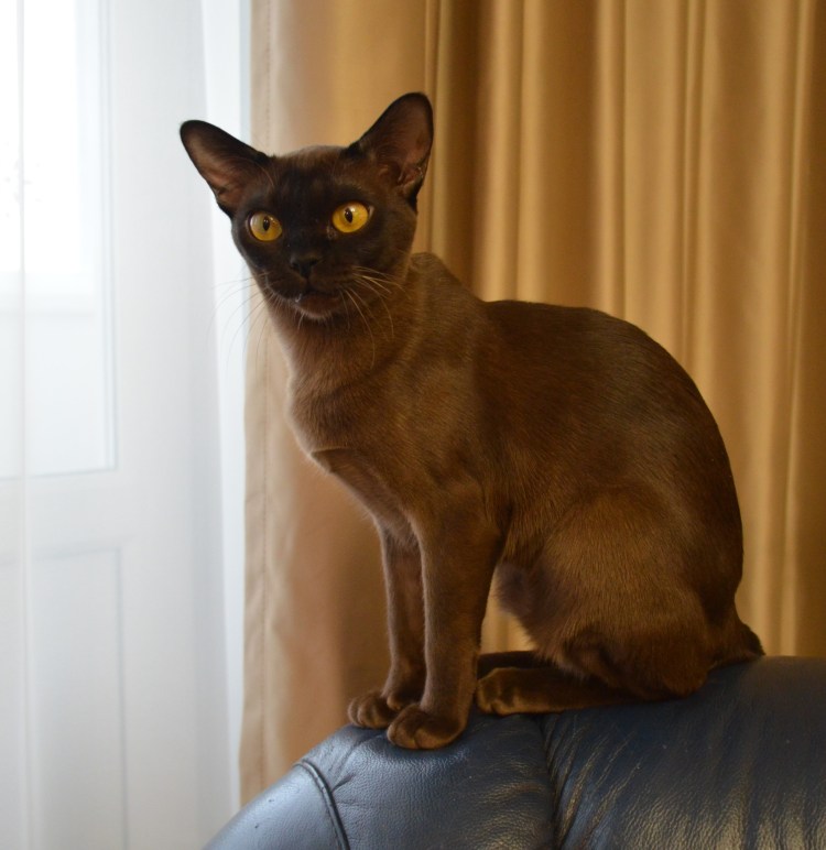 Бурманская кошка