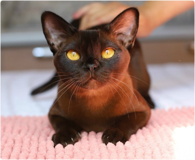 Бурманская кошка