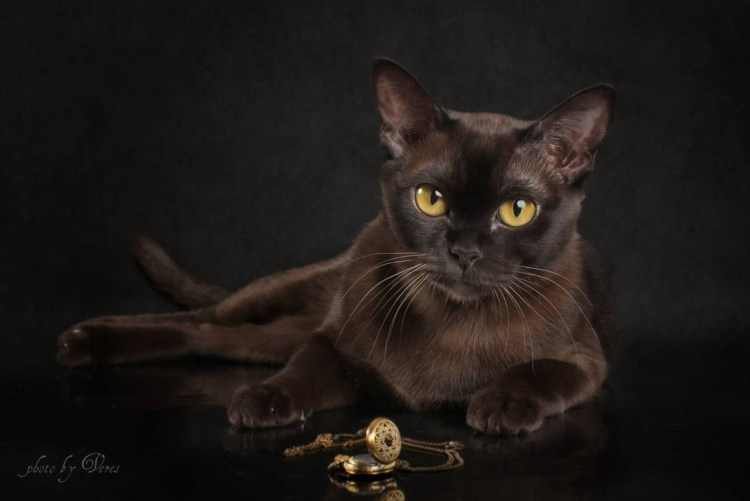 Египетская Бурма