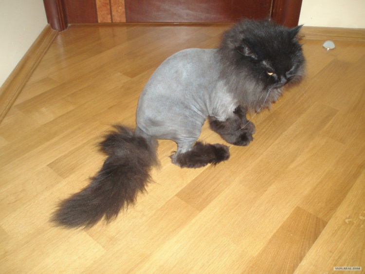 Стрижка пушистых котов