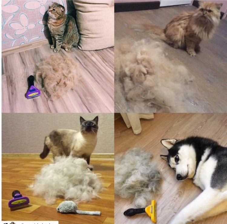 Фурминатор для Мейн кунов