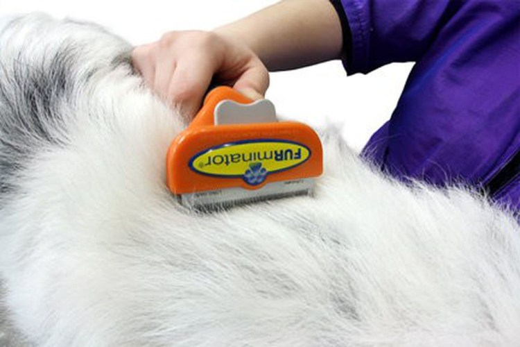 Вычесывание фурминатором британец