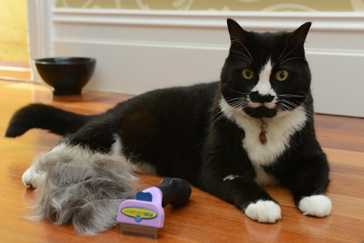 Вычесывание кошки в Магнитогорске