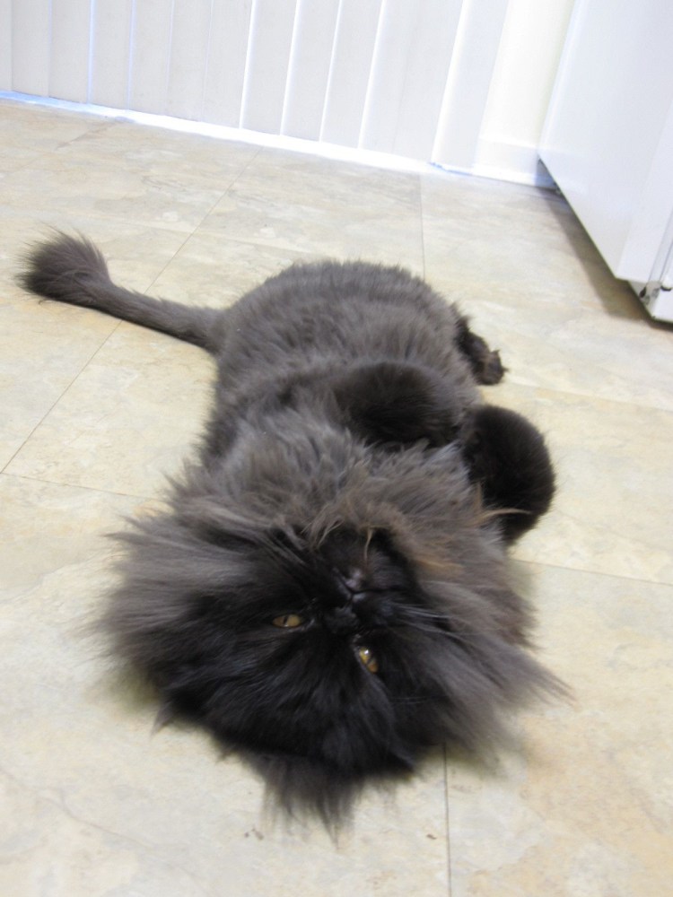 Стрижка кота