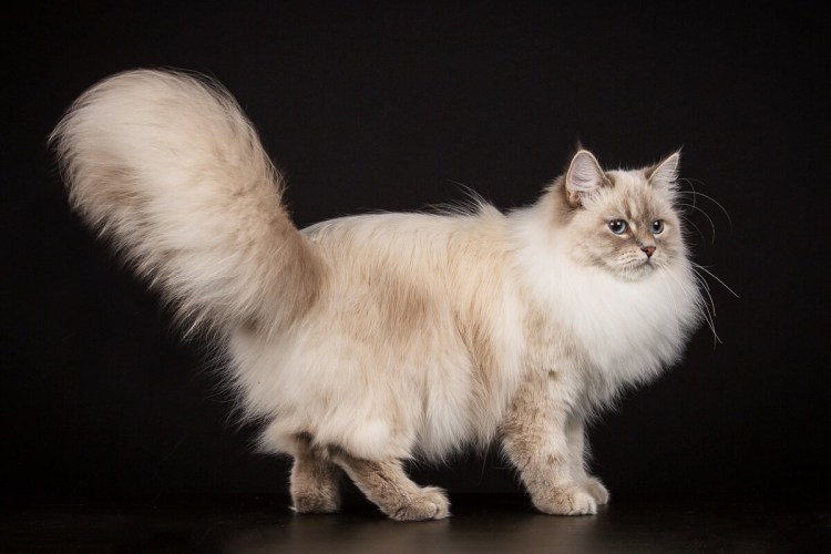 Стрижка пушистых котов