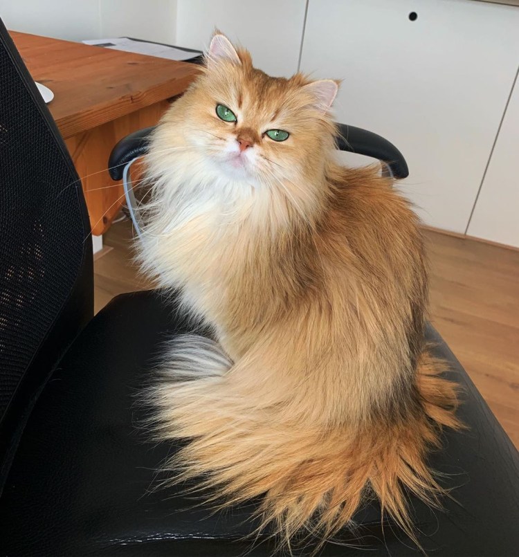 Стрижка Мейн куна подо Льва