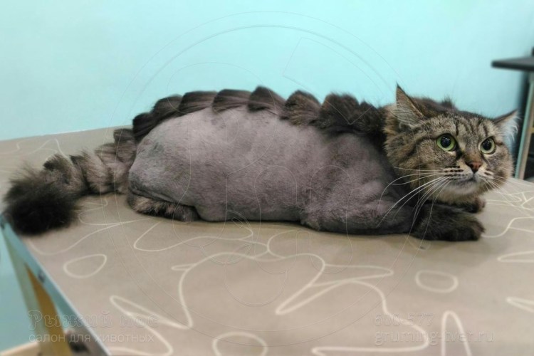 Стрижка пушистых кошек