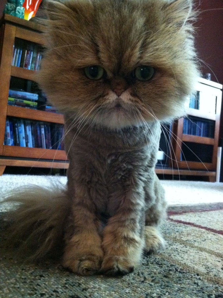 Стрижка кошек до и после