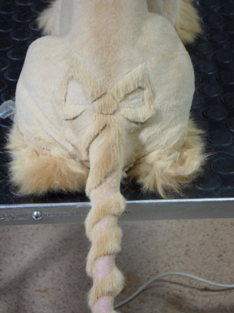 Стрижка экзота