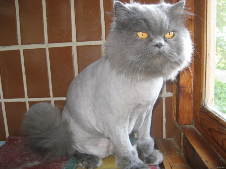 Сибирский кот стрижка подо Льва