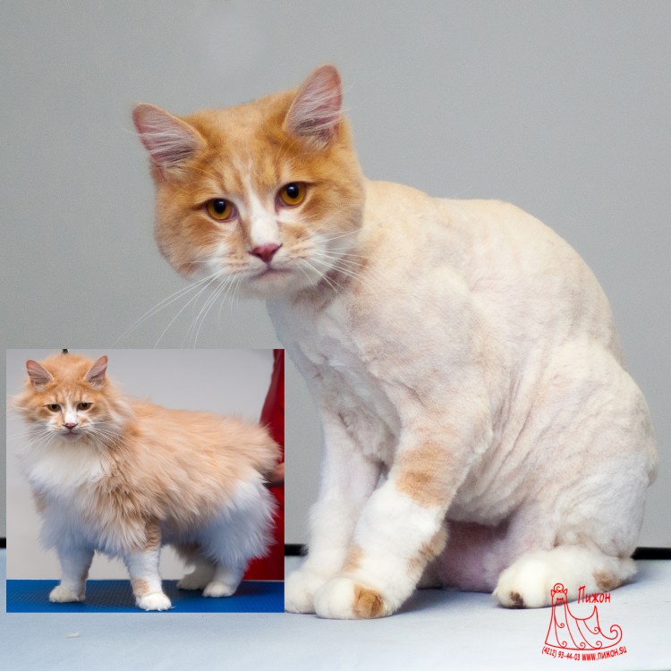 Стрижка для белого длинношерстного кота