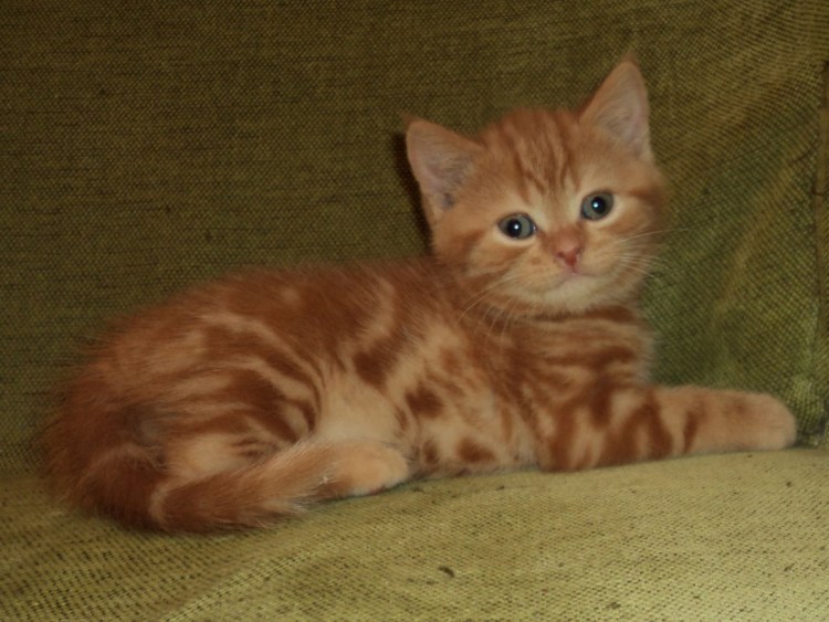 Дикий рыжий кот