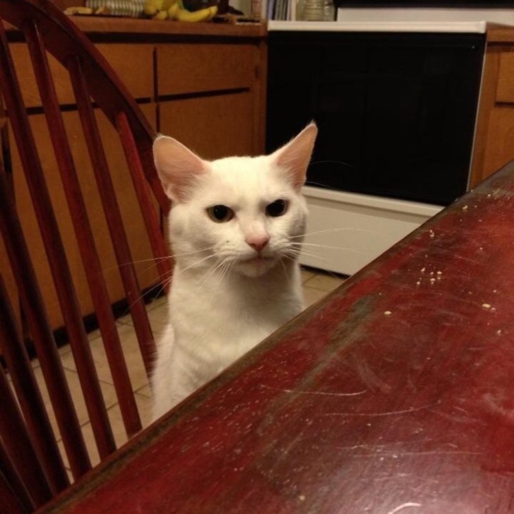 Осуждающий котик