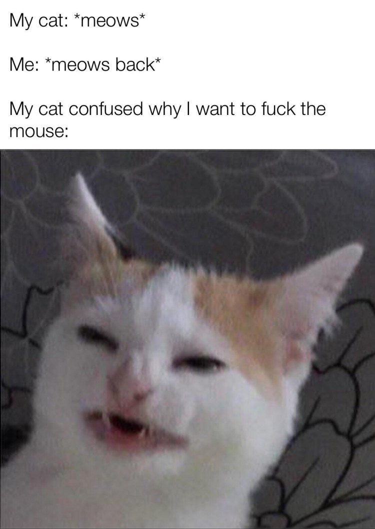 Кот из ВК плачет Мем