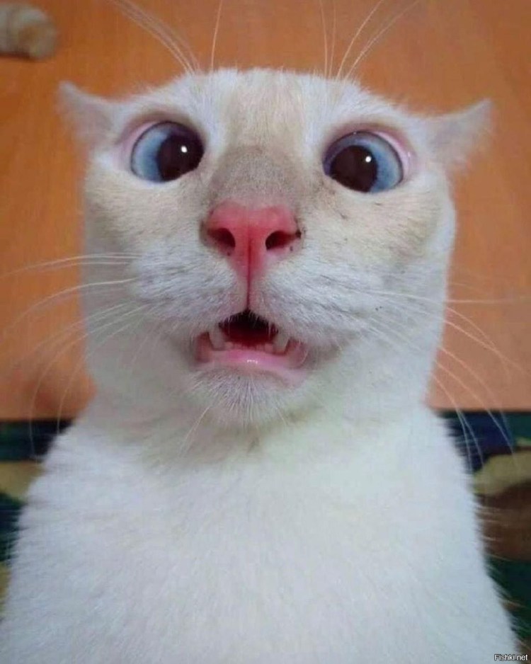 Белый кот с мема