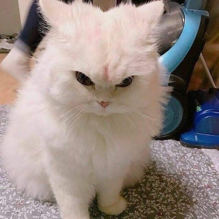 Кошка белая