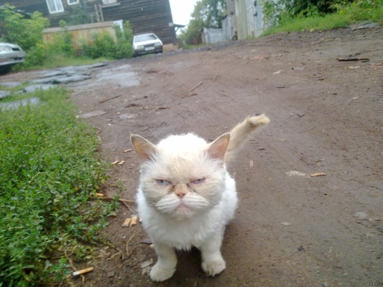 Всратый кот