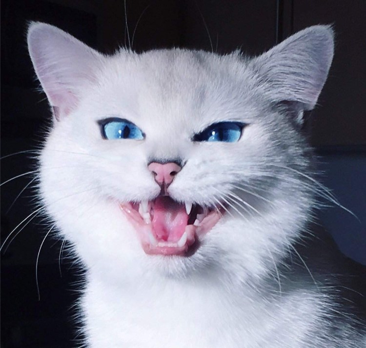 Сердитый кот Коюки