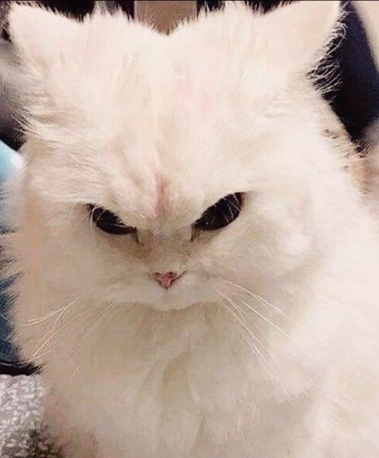 Злой белый кот