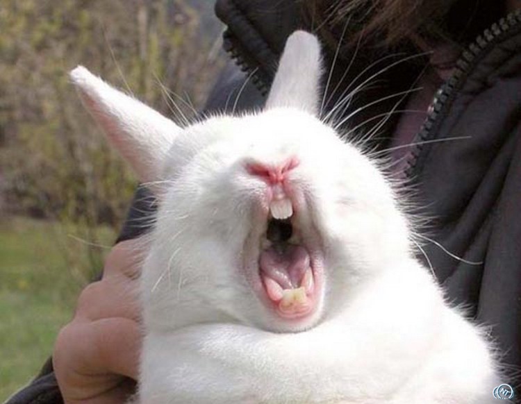 Упоротый белый кот