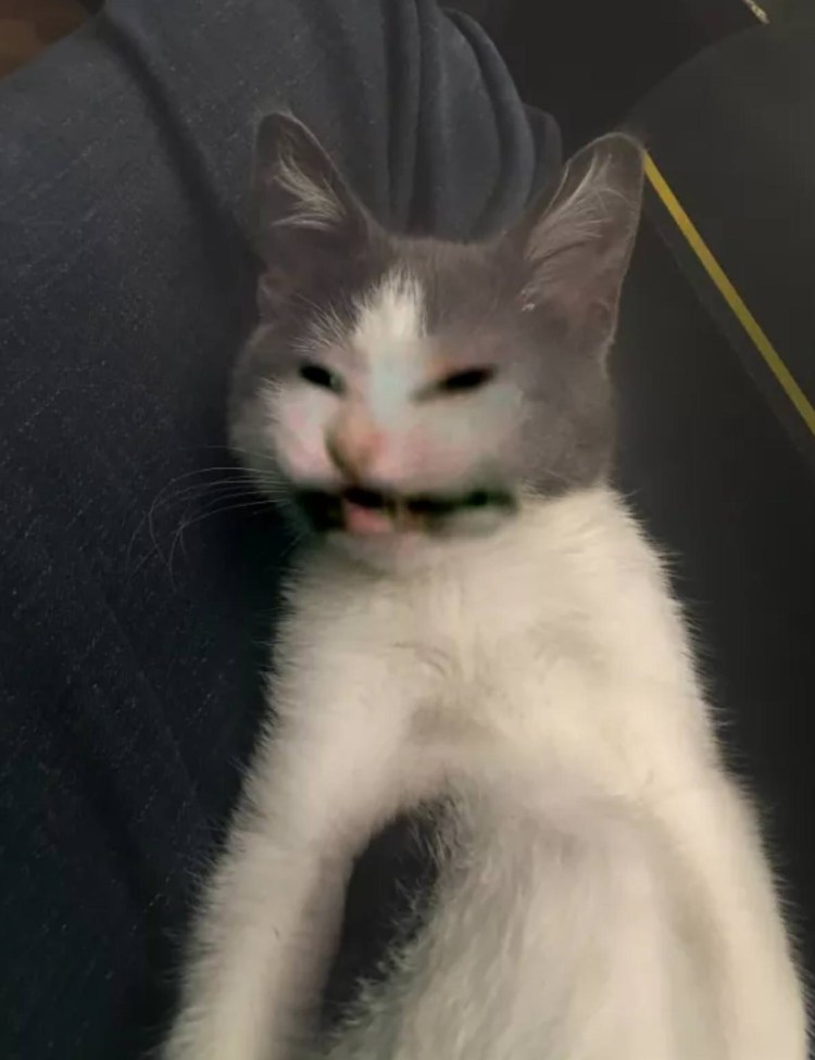 Белые коты мемы