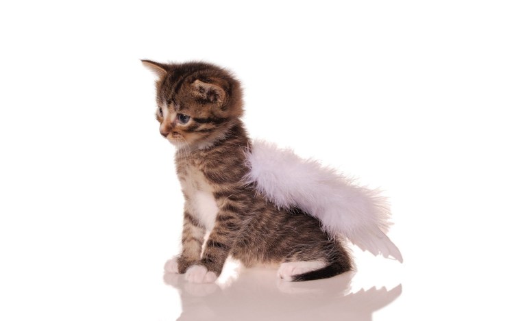 Кошка на белом фоне