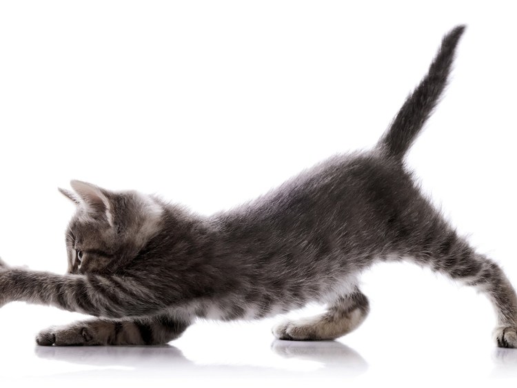 Кошка на белом фоне