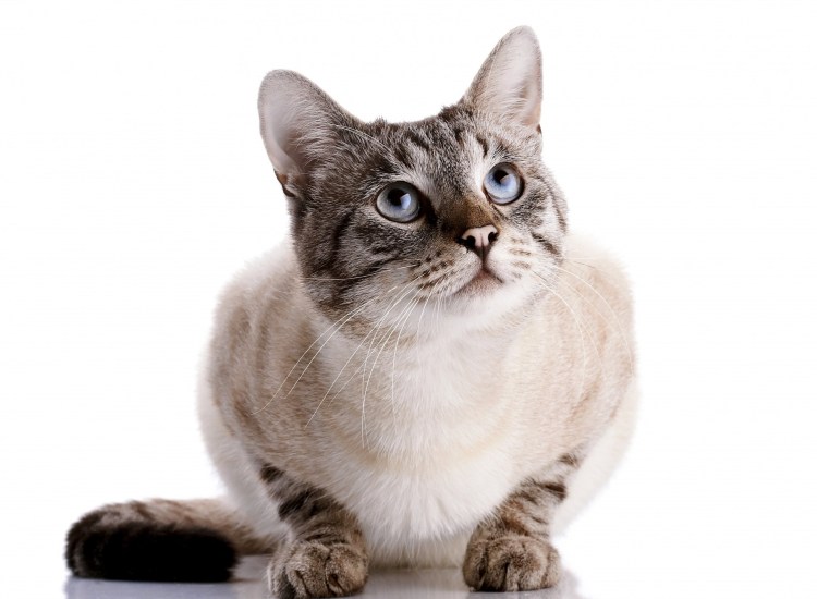 Котенок на прозрачном фоне