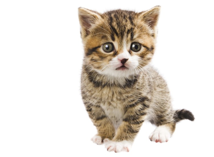 Кошка на белом фоне