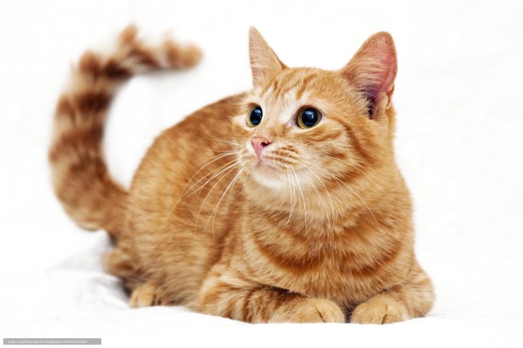 Котенок на прозрачном фоне