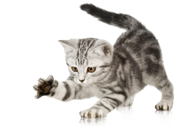 Котенок на белом фоне