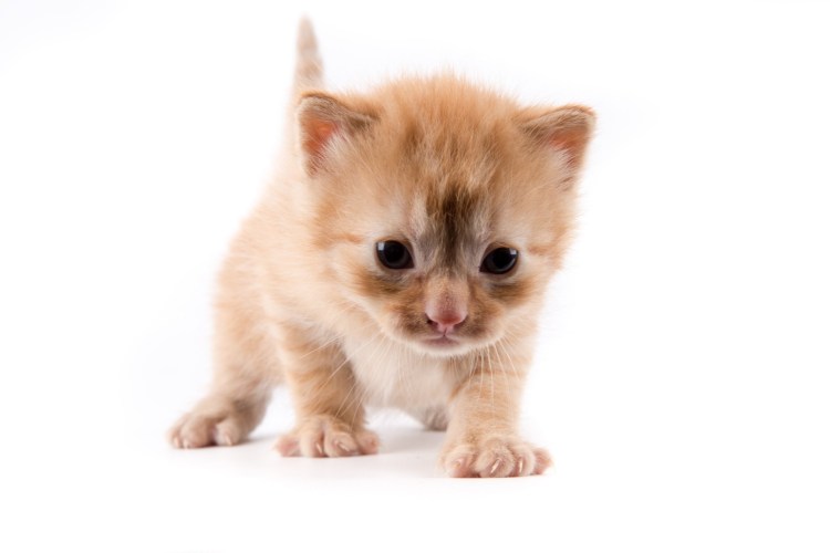 Кошка на белом фоне