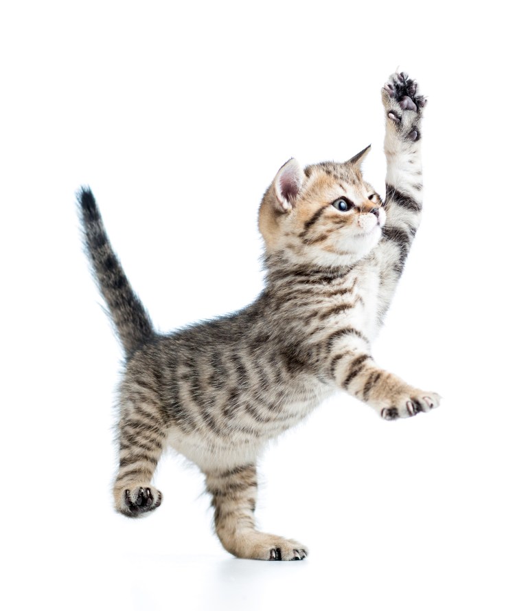 Белый котенок на белом фоне