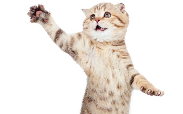 Кошка на белом фоне