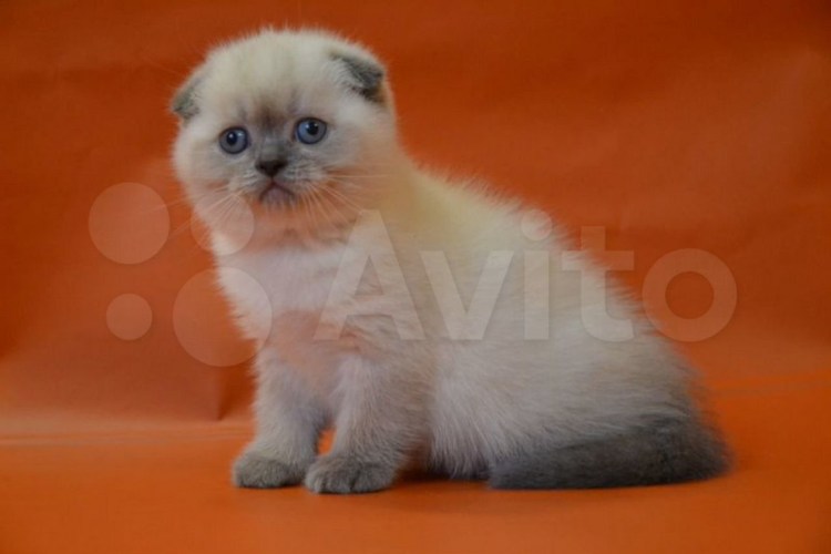 Блю Пойнт вислоухие котята