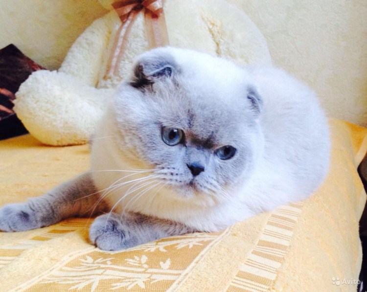 Шотландская вислоухая Блю колор Пойнт