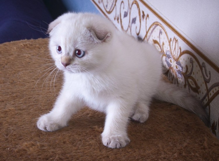 Сиамский скоттиш фолд