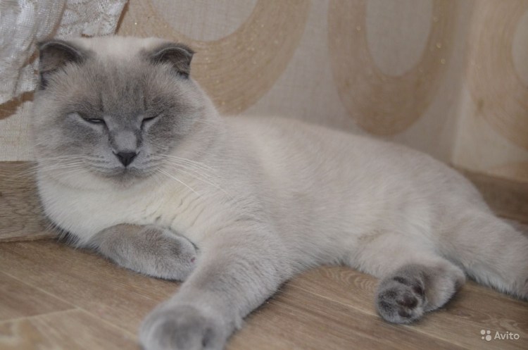 Блю поинт шотландский вислоухий