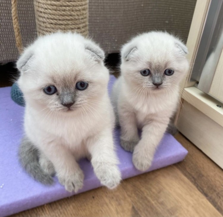 Смесь серого и Блю поинт шотландцы